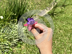 Hand holding a little purple and pink flower photo