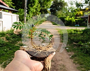 Hand holding little tree