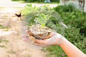 Hand holding little tree