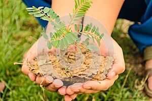 Hand holding little tree