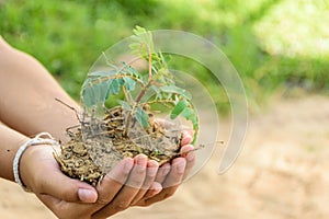 Hand holding little tree