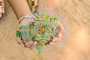 Hand holding little tree