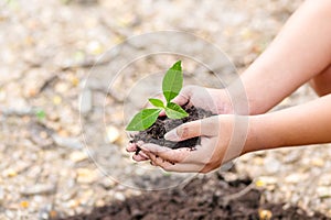 Hand holding little tree in soil. agriculture and save the world concept