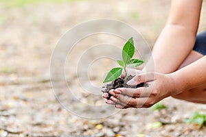 Hand holding little tree in soil. agriculture and save the world concept