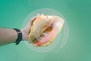 Hand holding a live conch