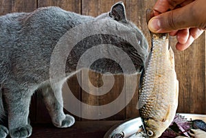 Hand holding a live fish (carp) and a cat that wants to eat it