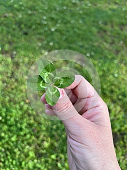 Hand holding lucky four-leaf clover. Green grass background