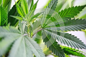 Hand is holding Macro of Marijuana green fresh large leafs ( cannabis), hemp plant.