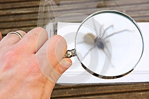 A hand holding a magnifying glass whilst looking at a spider