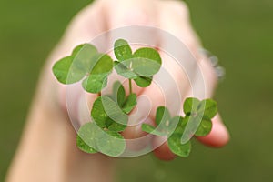 Hand Holding Many Lucky Four Leaf Clovers