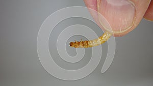 Hand holding a mealworm . mealworm - superworm | larva on white background close up - Stages of the meal worm  - the life cycle of