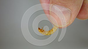 Hand holding a mealworm . mealworm - superworm | larva on white background close up - Stages of the meal worm  - the life cycle of