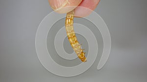 Hand holding a mealworm . mealworm - superworm | larva on white background close up - Stages of the meal worm  - the life cycle of