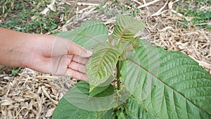 Hand holding Mitragyna speciosa leaves of the kratom plant a healthy medicinal plant for aches and pains planted in the