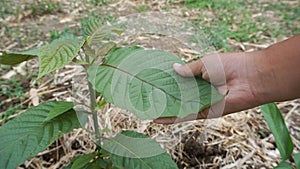Hand holding Mitragyna speciosa leaves of the kratom plant a healthy medicinal plant for aches and pains planted in the