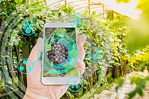Hand holding mobile phone inspecting grapes in agriculture garden with concept Modern technologies