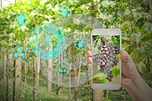 hand holding mobile phone inspecting grapes in agriculture garden with concept technologies