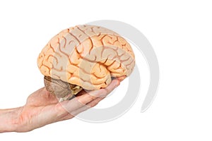 Hand holding model human brains isolated on white background photo