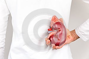 Hand holding model of human kidney organ at body