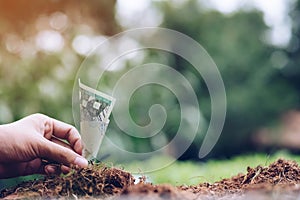 Money growing on soil with green background. business growth concept