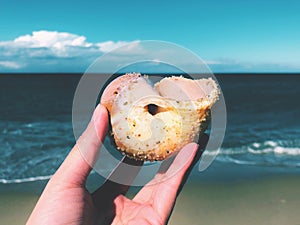 A hand holding a moon shell