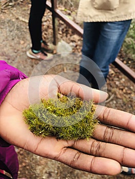 Moss from Red river gorge Kentucky