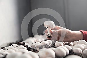 Hand holding mushrooms champignons in farm