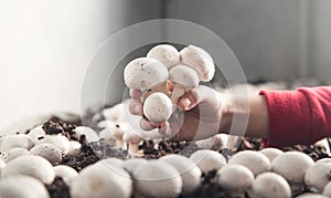 Hand holding mushrooms champignons in farm