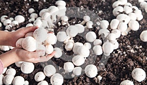 Hand holding mushrooms champignons in farm