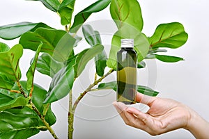 Hand holding natural skincare bottle, Cosmetic bottle containers packaging with pure green plant essence
