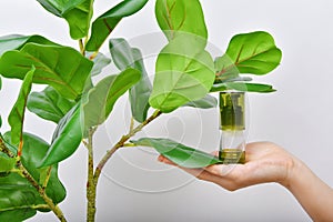 Hand holding natural skincare bottle, Cosmetic bottle containers packaging with pure green plant essence