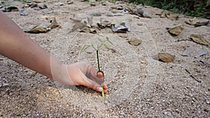 Hand holding a naturally occurring plant on the sandy beach beside the garden