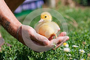 Hand holding newborn baby Muscovy duckling