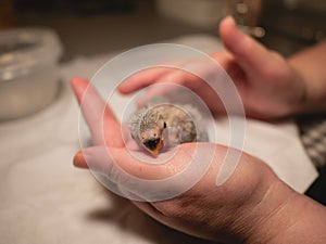 Hand holding a newborn lovebird. Closeup