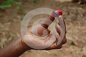 Hand holding nutmeg