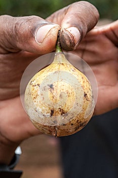 Hand holding Nutmeg