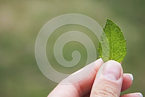 Hand holding one green mint leaf over blurred background, summer time. . Mint tea leaf.