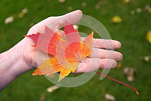Hand Holding Orange Maple Leaf