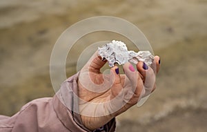 Hand holding an oyster shell..