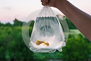 A hand is holding a package with two small fish. Aquarium fish golden color. Evening time of day. In the background