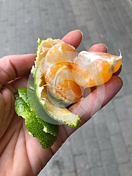 Hand holding pealed tangerine