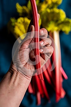 Hand holding a petiole of forced rhubarb