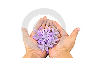 Hand Holding Petrea Flowers on white