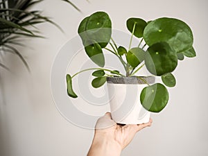 Hand holding a pilea peperomioides