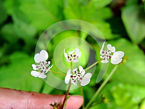 Hand holding Pinda Concanensis, a species of flower found in Kaas Plateau