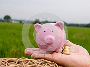 Hand holding pink piggy bank on the green rice field background, Saving money for future plan and retirement fund concept