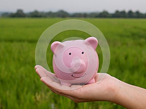 Hand holding pink piggy bank on the green rice field background, Saving money for future plan and retirement fund concept