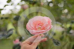 Hand holding a pink rose blooming isolated on blurred green background in park