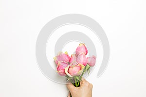 Hand of holding pink rose flowers on white background