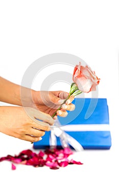 Hand holding pink rose fower photo